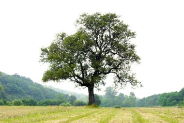 Lonely tree on meadow clipart