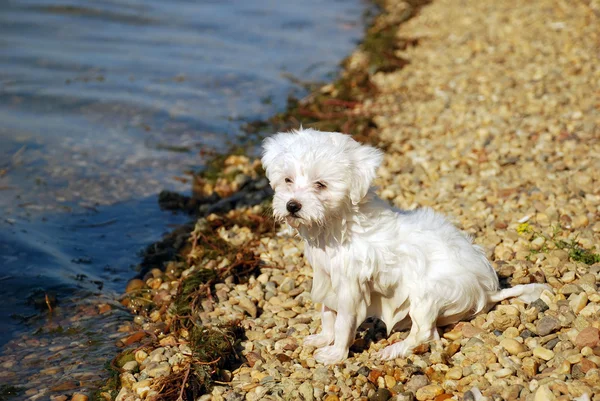 水泳 - 少しぬれた犬の後 — ストック写真