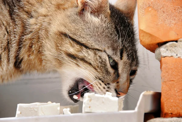 Aç kedi yemek — Stok fotoğraf