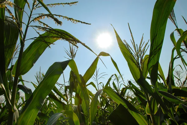 Maïs groeit over blauwe hemel — Stockfoto