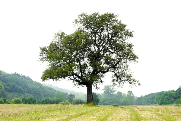 Ensamt träd på äng — Stockfoto