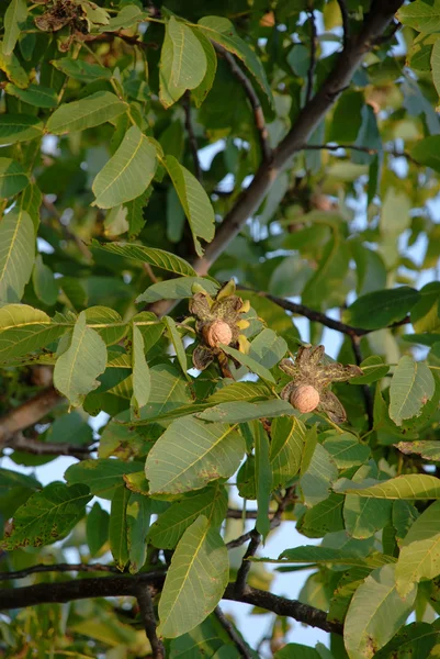 Noz madura na árvore — Fotografia de Stock