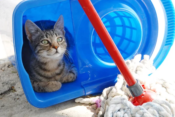 Gri kedi mavi kovaya dinlenme — Stok fotoğraf