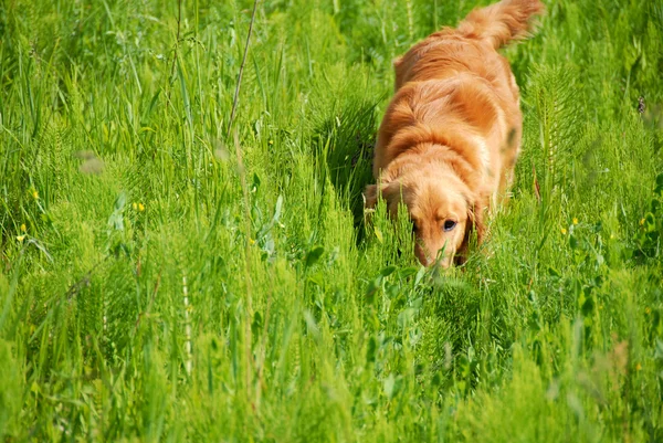 Dog in grass — Stock Photo, Image