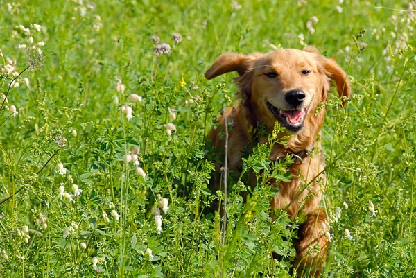 행복 하 게 웃는 개 — 스톡 사진