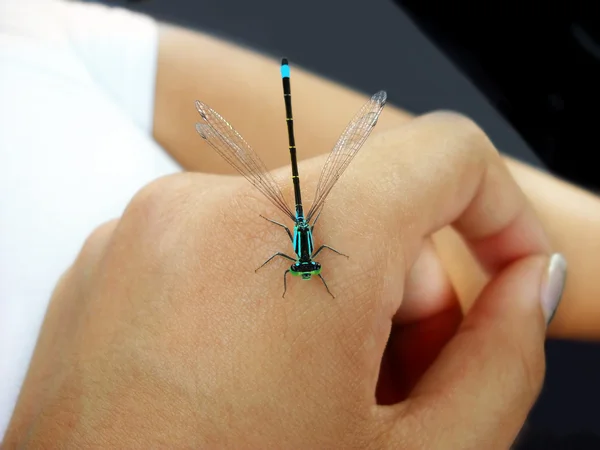 Pequena libélula à mão — Fotografia de Stock