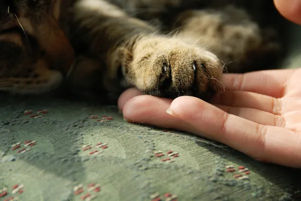 Кошачья лапа на человеческой руке — стоковое фото