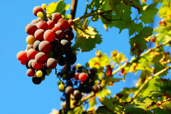 Druiven cluster over blauwe hemel — Stockfoto