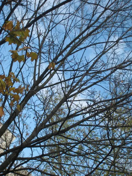 Stock image Blue sky - the trees