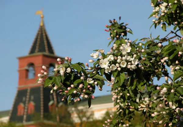 Bahar. Alexander bahçeleri. Moskova