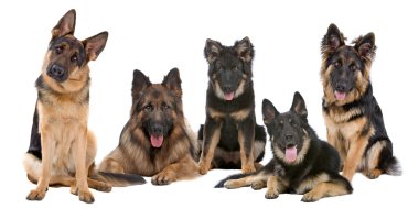 Group of German Shepherd dogs clipart