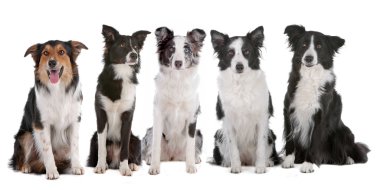 Five border collie dogs clipart