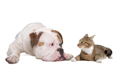 Dog and cat clipart