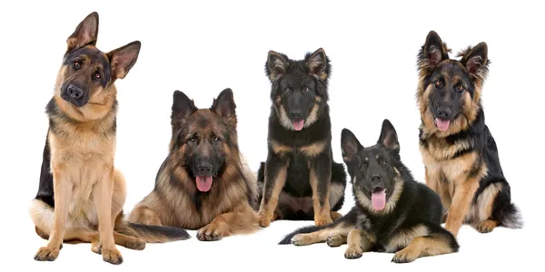 Grupo de cães pastores alemães — Fotografia de Stock