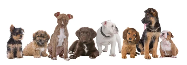 Grote groep pups — Stockfoto