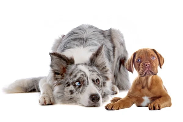 Border collie and bordeaux dog puppy — Stock Photo, Image