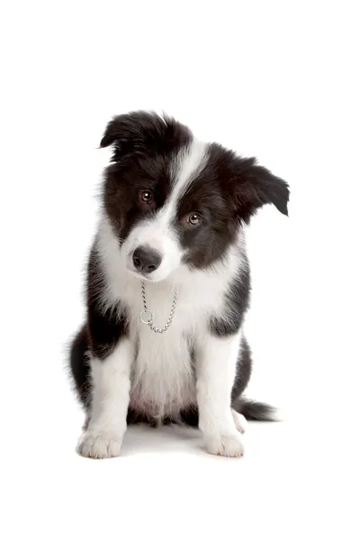 Border Collie puppy dog — Stock Photo, Image