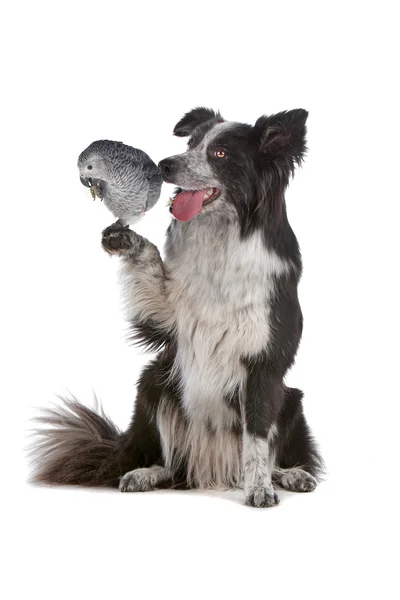 Border collie dog and a grey parrot — Stock Photo, Image