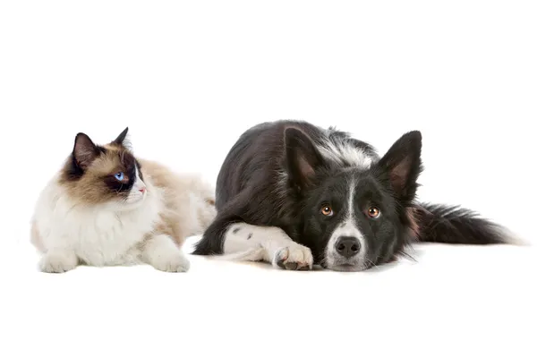 Pies i kot — Zdjęcie stockowe
