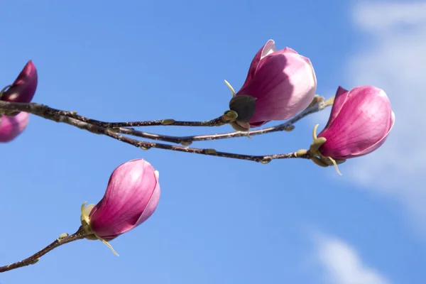 stock image Magnolia