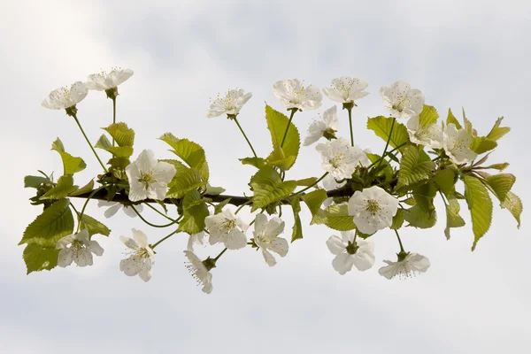 stock image White flower