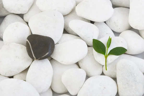 Weiße Steine und grünes Blatt — Stockfoto