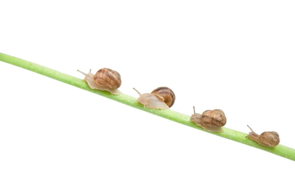 Family of snail climbing — Stock Photo, Image