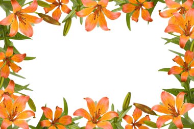 Orange lily frame clipart