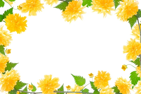 Gelber Blumenrahmen — Stockfoto