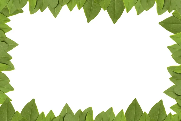 stock image Green leaves frame with white background