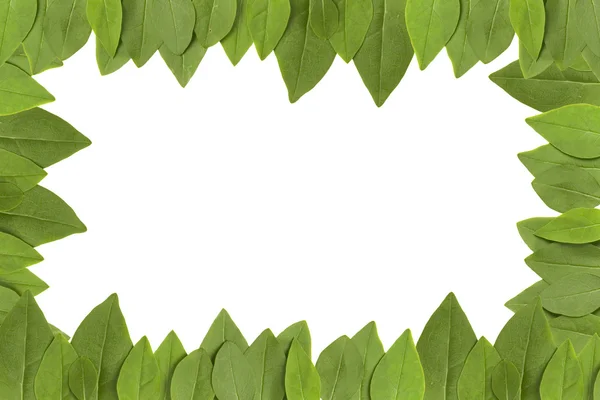 Green leaves frame — Stock Photo, Image