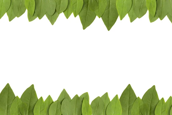 stock image Green leaves frame