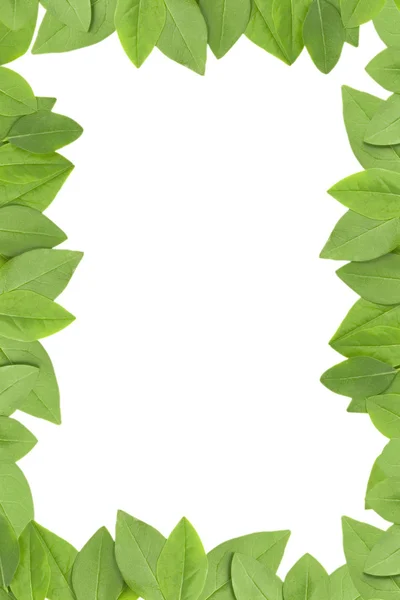 Зелене листя кадру — стокове фото