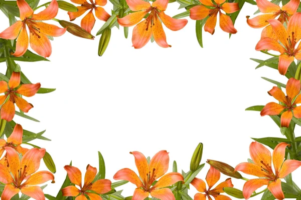 Rahmen aus orangefarbenen Lilien — Stockfoto