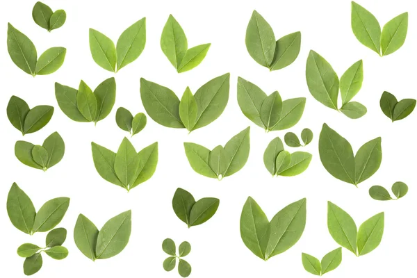 Front view of different shape leaves — Stock Photo, Image