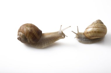 Two snails face to face, communication concept clipart