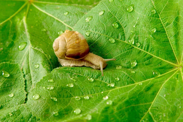 Snail and water drops on green leaves — Stock Photo, Image
