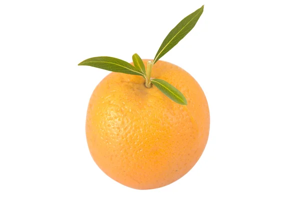 Narancssárga, zöld levelekkel — Stock Fotó