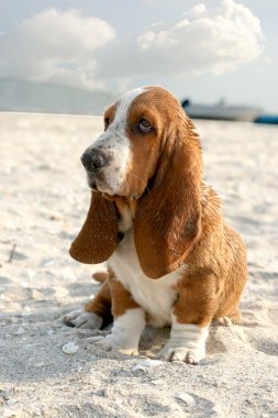 Basset hound