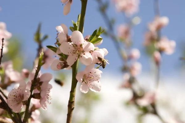 stock image Cherry flowers