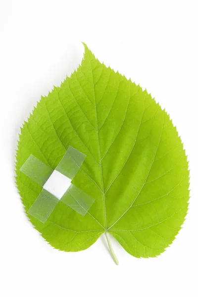 Green leaf bandaged — Stock Photo, Image