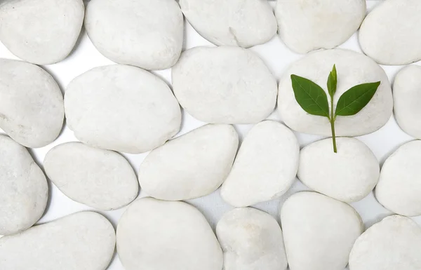 Witte stenen en groen blad — Stockfoto