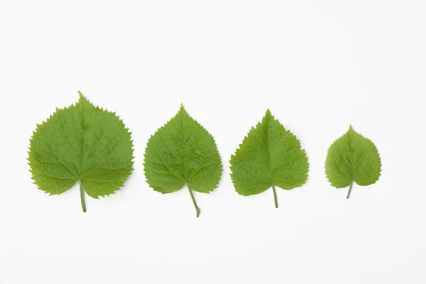 For different leaves — Stock Photo, Image