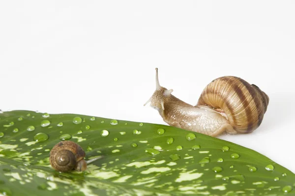 Gren leaf and two snail — Stock Photo, Image