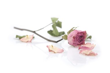 Close up of a single dried pink rose clipart