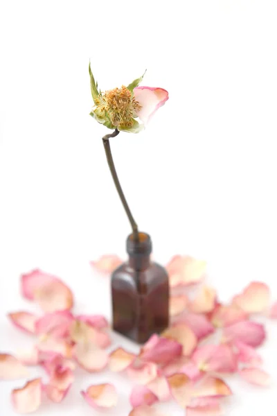 Close up de uma única rosa seca — Fotografia de Stock