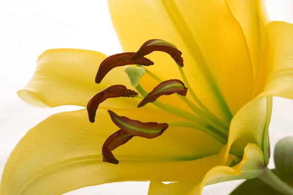 Gros plan de fleur de lys jaune — Photo