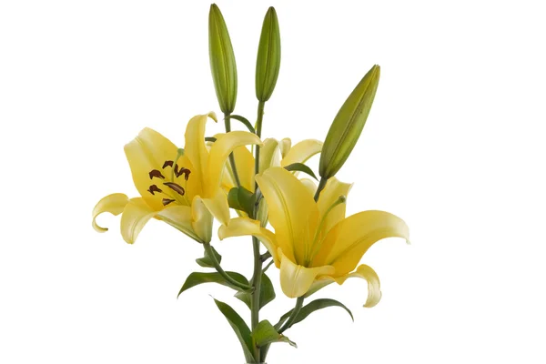 黄色百合花束 — 图库照片