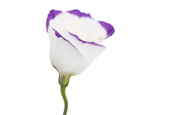 Flor blanca y púrpura — Foto de Stock