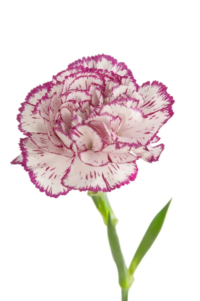 White and pink blooming carnation flower — Stock Photo, Image